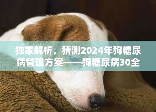 独家揭秘，预测2024年狗狗糖尿病管理新方案——全面解析与深度体验指南