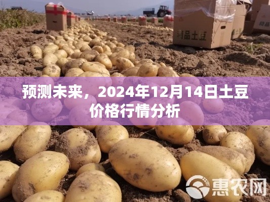 2024年12月14日土豆价格行情分析与未来预测