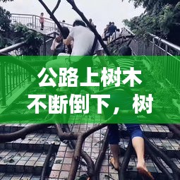 公路上树木不断倒下，树倒在路上导致人撞上受伤 