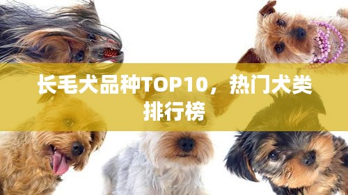 长毛犬品种TOP10，热门犬类排行榜