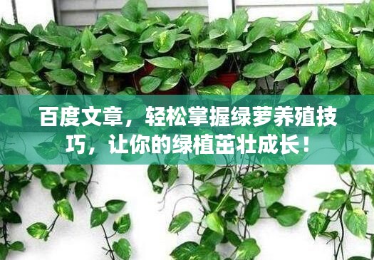 百度文章，轻松掌握绿萝养殖技巧，让你的绿植茁壮成长！