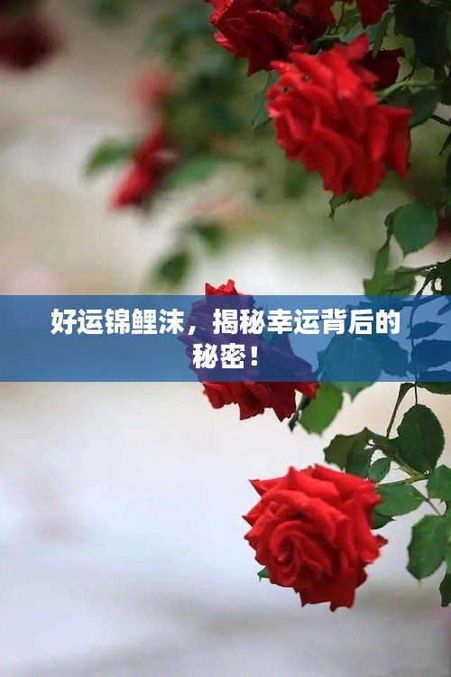 好运锦鲤沫，揭秘幸运背后的秘密！
