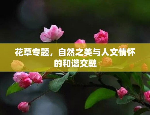 花草专题，自然之美与人文情怀的和谐交融