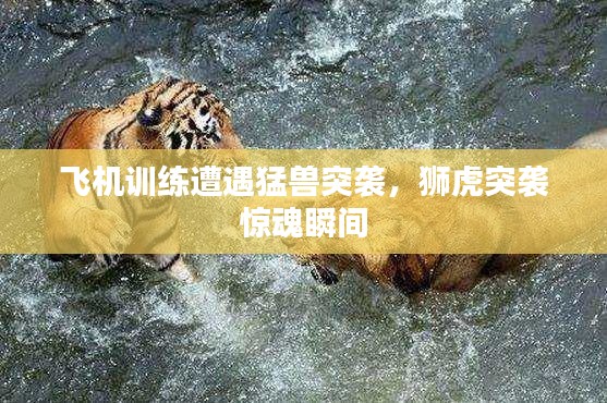 飞机训练遭遇猛兽突袭，狮虎突袭惊魂瞬间