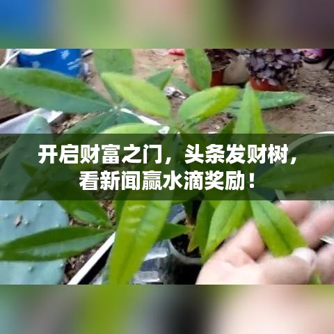 开启财富之门，头条发财树，看新闻赢水滴奖励！