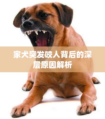 家犬突发咬人背后的深层原因解析
