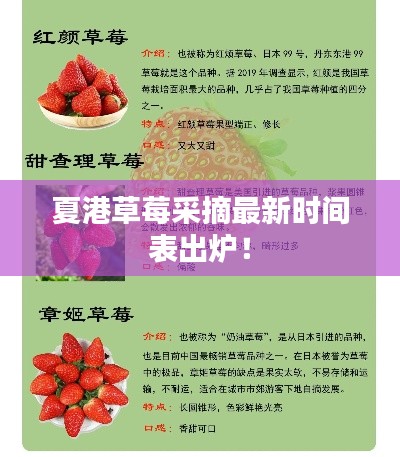 夏港草莓采摘最新时间表出炉！